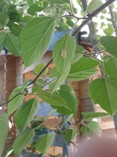 coccinelle,observation,cycle de vie