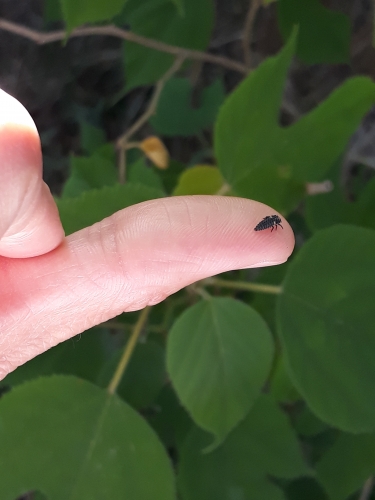 coccinelle,observation,cycle de vie