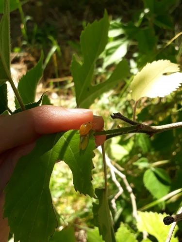 coccinelle,observation,cycle de vie