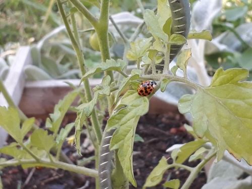 coccinelle,observation,cycle de vie
