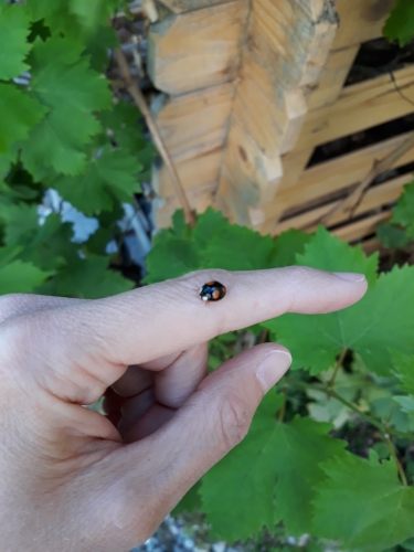 coccinelle,observation,cycle de vie