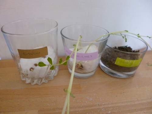 pépin,citron,pomme,germer,coton