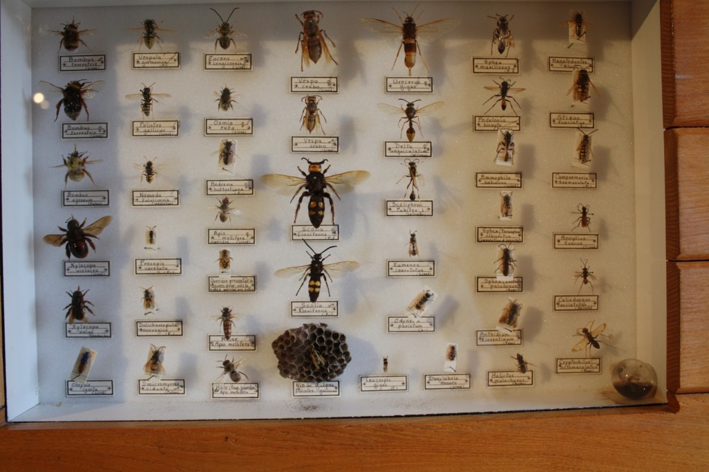 Ecomusée forêt Gardanne (12).JPG