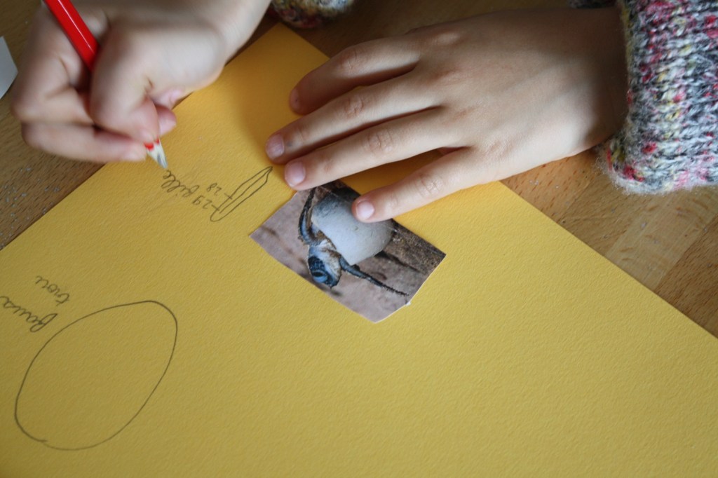 tortue verte,mer,oman