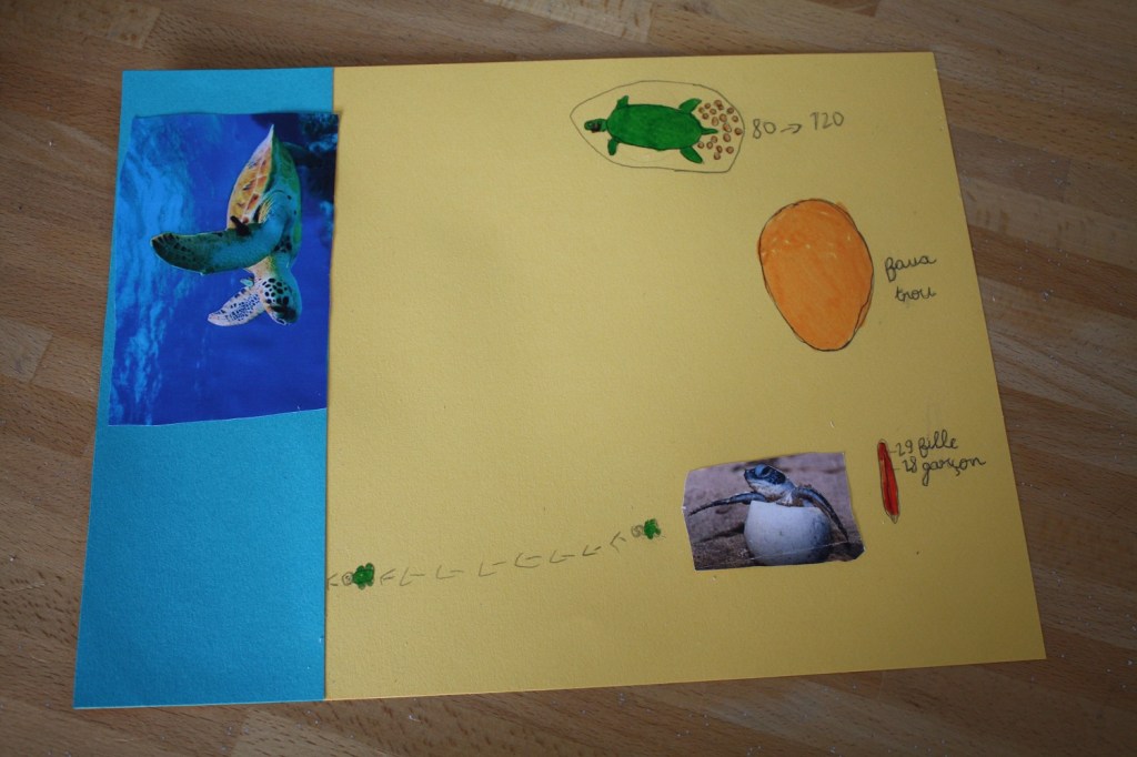 tortue verte,mer,oman