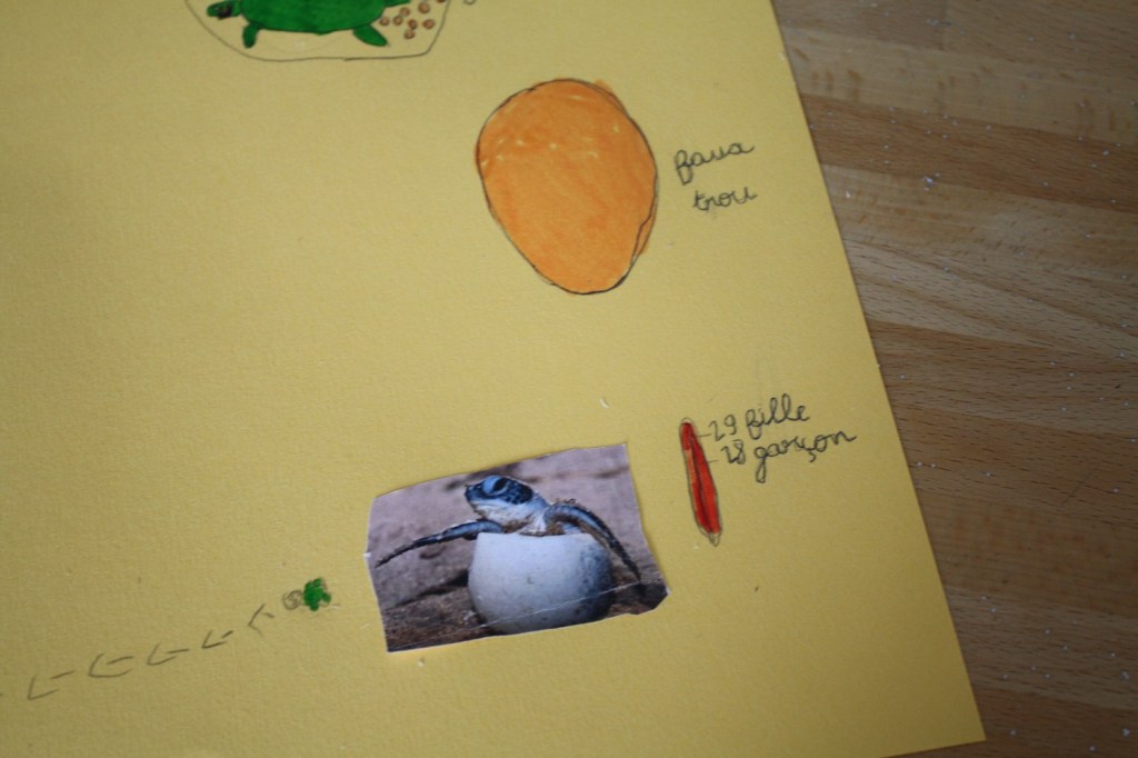 tortue verte,mer,oman