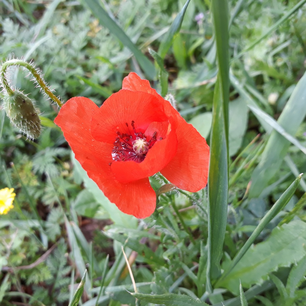 Mai au jardin (3).jpg