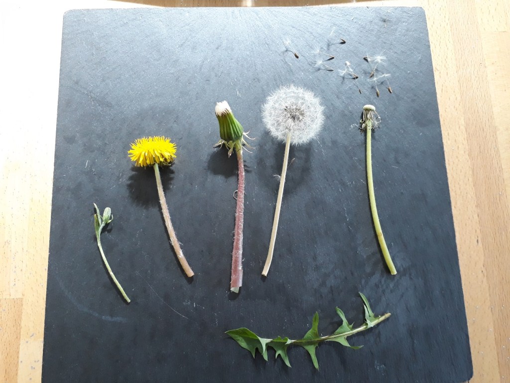 livre,fleur,pissenlit