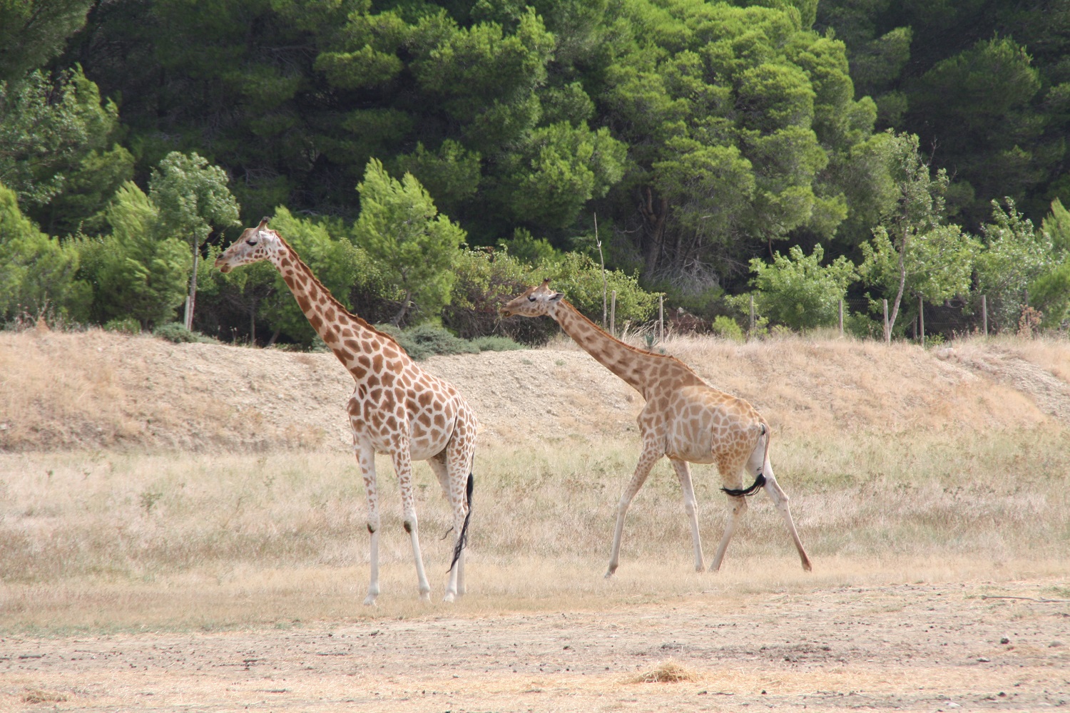 safari-la-r-serve-africaine-de-sigean-11-c-c-from-aix