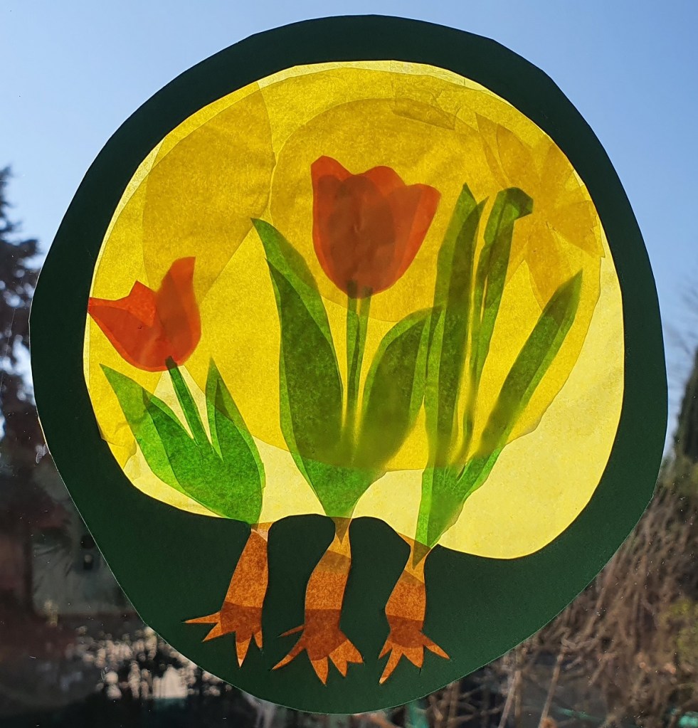 vitrail papier fleurs bulbes tulipes narcisse steiner-waldorf